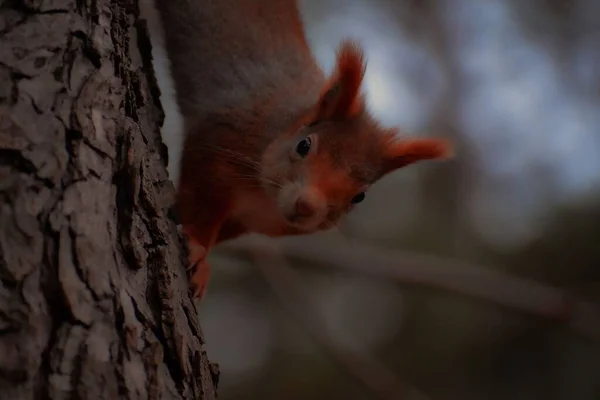 Close Esquilo Vermelho Adorável Subindo Uma Árvore — Fotografia de Stock