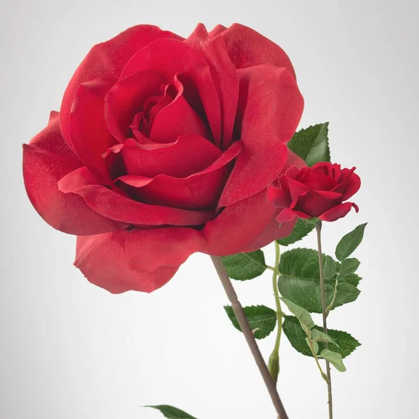 Tiro Close Uma Rosa Vermelha Brilhante Isolado Fundo Branco — Fotografia de Stock