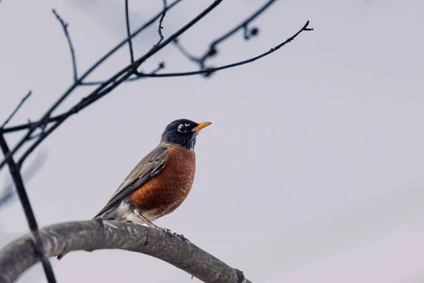 Tiro Ângulo Baixo Pássaro Robin Empoleirado Galho Árvore Inverno — Fotografia de Stock