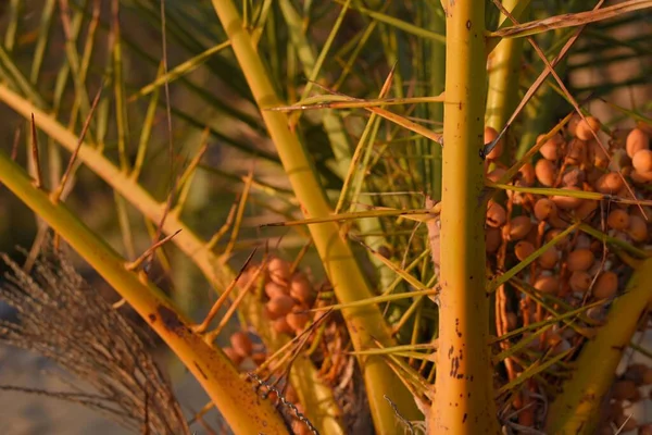 Phoenix Kanaryasına Yakın Çekim Meyveli Ananas Palmiyesi — Stok fotoğraf