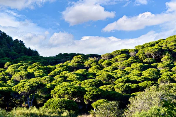 Une Vue Panoramique Une Forêt Pins Parc Naturel Brena Sur — Photo