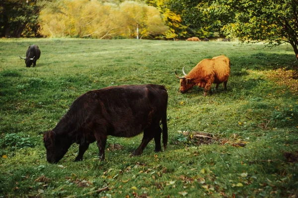 Υγιείς Αγελάδες Βόσκουν Ένα Πράσινο Ζουμερό Λιβάδι — Φωτογραφία Αρχείου