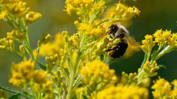 カナダの黄金の棒にぶつぶつの蜂のショット — ストック写真
