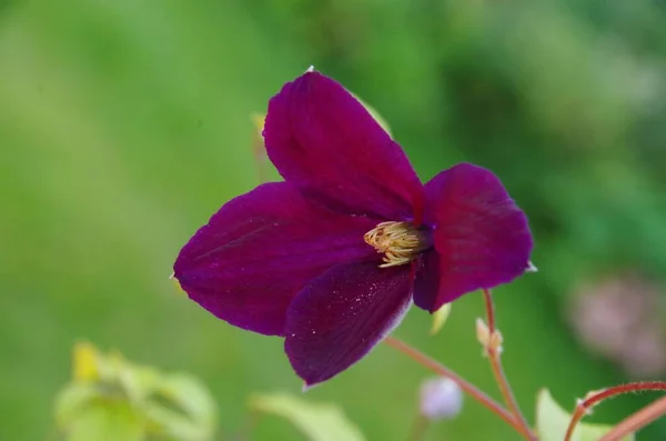Ein Flacher Fokus Einer Lila Clematis Warsaw Blume — Stockfoto