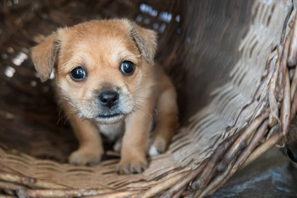 Closeup Shot Brown Muggin Pup Adorable Eyes Sitting Thatch Basket — Stock Photo, Image