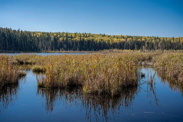 Rostoucí Rostliny Modré Bažině Národním Parku Prince Albert Saskatchewan — Stock fotografie