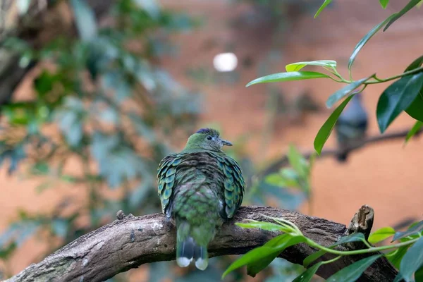 一张特写照片 是一只长着五彩缤纷羽毛的超级果鸽 坐在树枝上 背靠着树和墙 — 图库照片