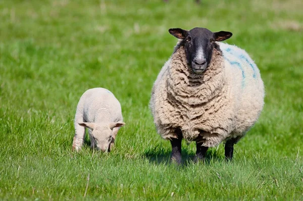 Eine Nahaufnahme Von Einem Mutterschaf Und Einem Niedlichen Weidenden Lamm — Stockfoto
