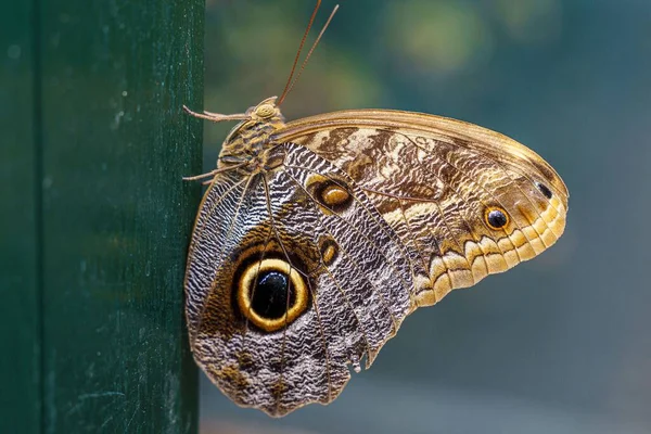 魅惑的なフクロウの蝶のクローズアップ カリゴエウリュコス — ストック写真