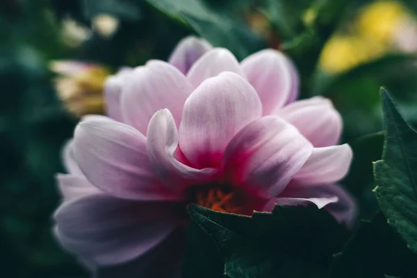 Gros Plan Fleur Rose Dans Jardin — Photo