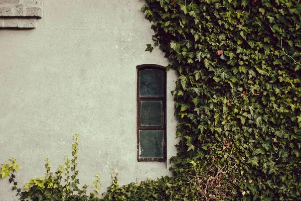 Vue Vieux Mur Avec Une Plante Grimpante Une Fenêtre — Photo