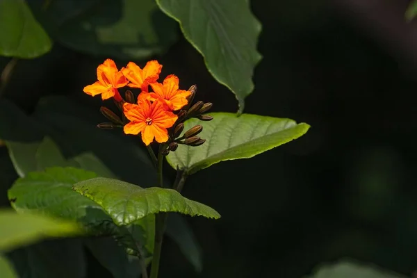 Zbliżenie Pomarańczowego Kwiatu Geigera Cordia Sebestena Roślina Ogrodzie — Zdjęcie stockowe