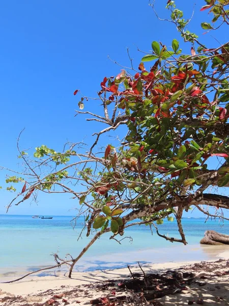哥斯达黎加海滩的一张垂直的照片 — 图库照片