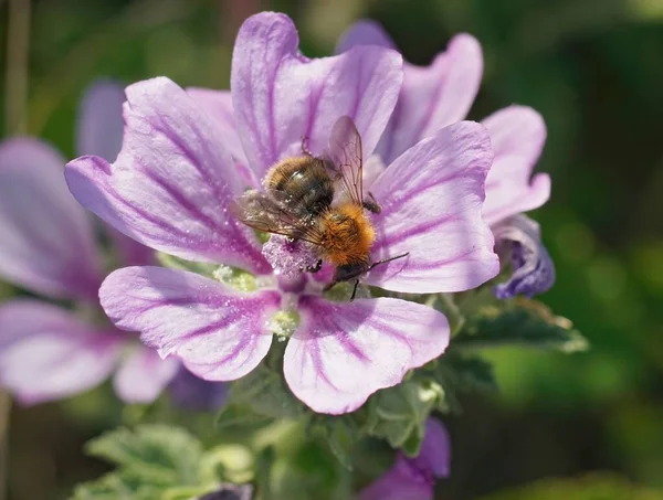 Ένα Κοντινό Πλάνο Μιας Μέλισσας Που Γονιμοποιεί Ένα Όμορφο Μωβ — Φωτογραφία Αρχείου