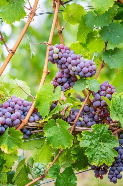 Close Vertical View Bunches Purple Grapes Hanging Plant Vineyard — Stock Photo, Image