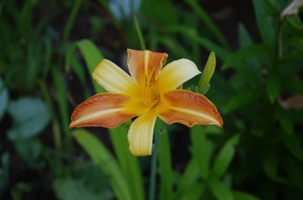Hemerocallis Fulva 是橙花的浅色聚焦点 — 图库照片
