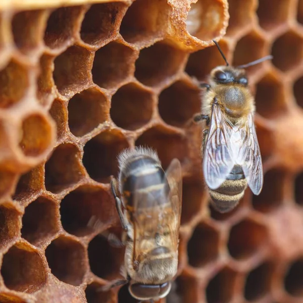 Zbliżenie Pszczół Plastrze Miodu — Zdjęcie stockowe