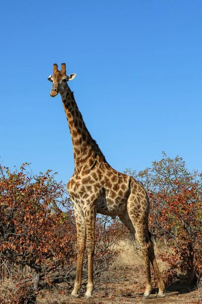 Vacker Utsikt Över Giraff Den Blå Himlen — Stockfoto