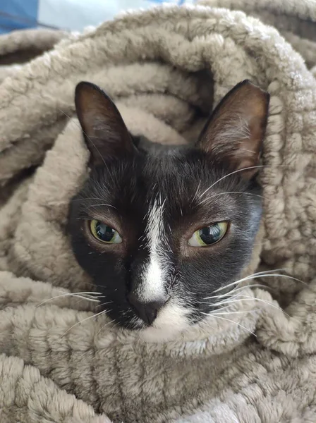 Μια Κοντινή Φωτογραφία Μιας Γάτας Στην Κουβέρτα — Φωτογραφία Αρχείου