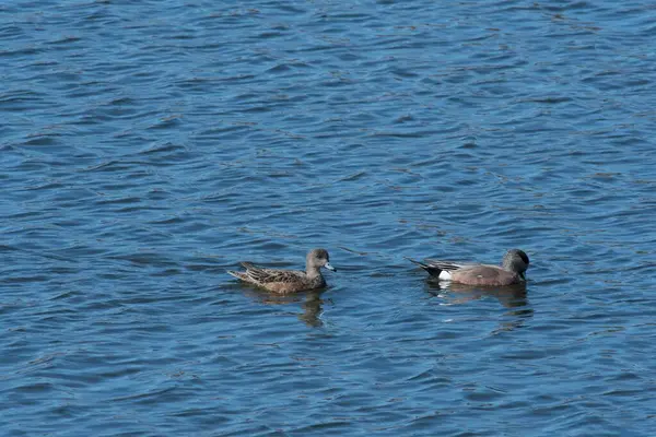 Closeup Shot Two Gray Ducks Swimming Bright Blue Lake Daytime — Stock Photo, Image