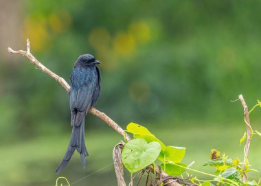 Parktaki bir ağaç dalında oturan siyah bir drongo kuşu.