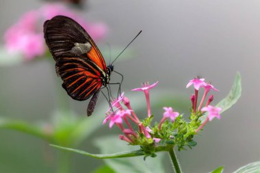 Bulanık arka planda pembe bir çiçeğe sarılmış bir postacı kelebeği.