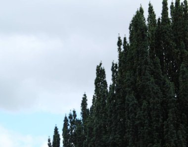 Mavi gökyüzü arka planında bir sıra yeşil sivri ağaç tepesi