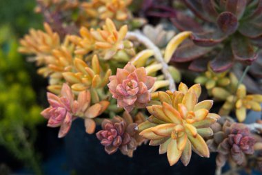 Bahçedeki rengarenk Sulu 'ların yakın plan çekimi.