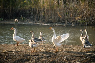 Nehrin kıyısındaki kaz sürüsünün manzarası.