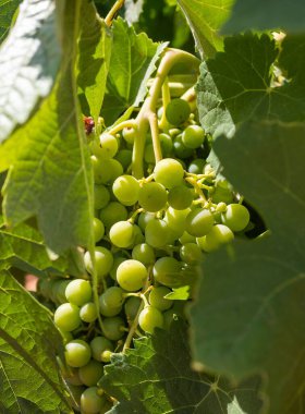 Sarmaşık yaprakları arasında eski üzümlerden oluşan bir küme