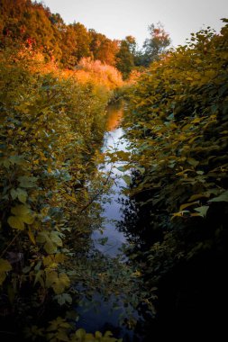 Sonbahar ormanında küçük bir nehir