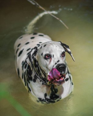 Gündüz vakti nehrin sularında yüzen sevimli Dalmaçyalı bir köpeğin dikey görüntüsü.