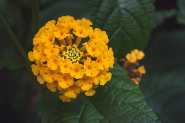 Lantana Camara çiçeklerine yakın çekim