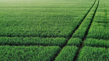 Güneşli bir yaz gününde güzel bir ormanın manzarası.