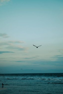 Akşamları denizin üzerinde bir martı silueti
