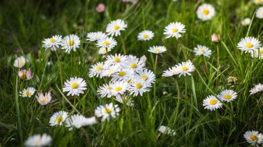 Tarladaki papatyaların seçici odak noktası