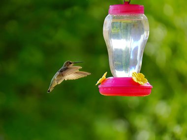 Su dolu bir yemliğe uçan küçük bir Colibri 'nin yakın çekimi.