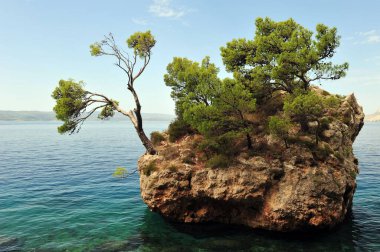 Denizde ağaçlar olan küçük bir kaya adası