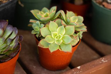 Aeonium 'Kiwi' tencerede sulu
