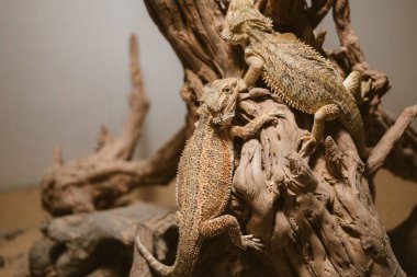 Merkezi sakallı ejderhalar (Pogona vittiseps) teraryumdaki bir ağaç kütüğünün üzerinde