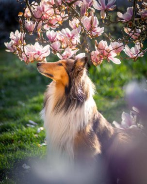 Pembe çiçekli Rough Collie köpeğinin seçici odak noktası.