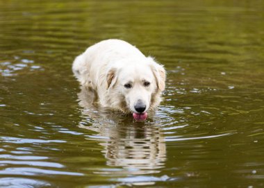 Güneşli bir günde gölde yüzen tatlı bir Golden Retriever.