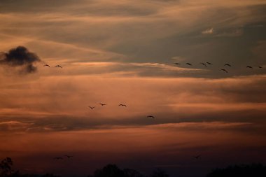 Gün batımında gökyüzü arka planında bir sürünün silueti.