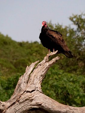 Bir ağaç dalına tünemiş bir hindinin dikey yakın çekimi