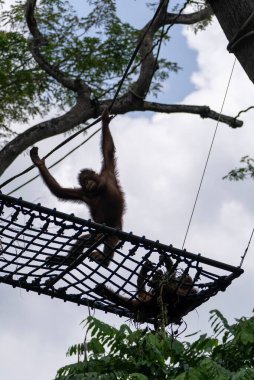 Bir daldan sarkan orangutanın dikey çekimi