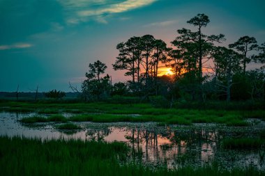Güney Carolina bataklığında gün batımında ağaçlarla çevrili güzel bir bataklık görüntüsü.