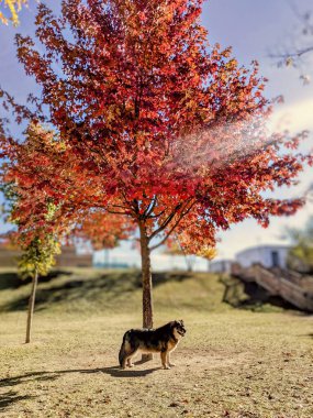 Sonbaharda kırmızı bir ağacın yanında beyaz bir çoban köpeğinin dikey görüntüsü.