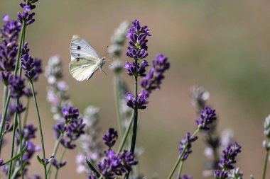 Bulanık bir arka planı olan, gün ışığının altındaki bir tarlada lavanta üzerine yayılmış beyaz bir kelebek.