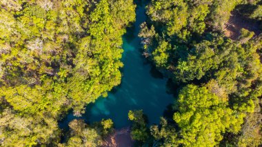 Yoğun bir ormanın ortasında göl manzarası.