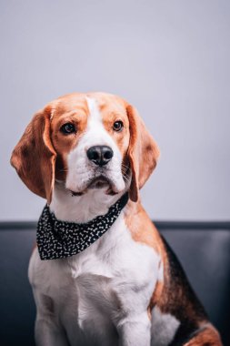 Bir av köpeğinin güzel bir portresi